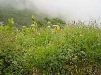 denwa-de-uranai-news.jpg